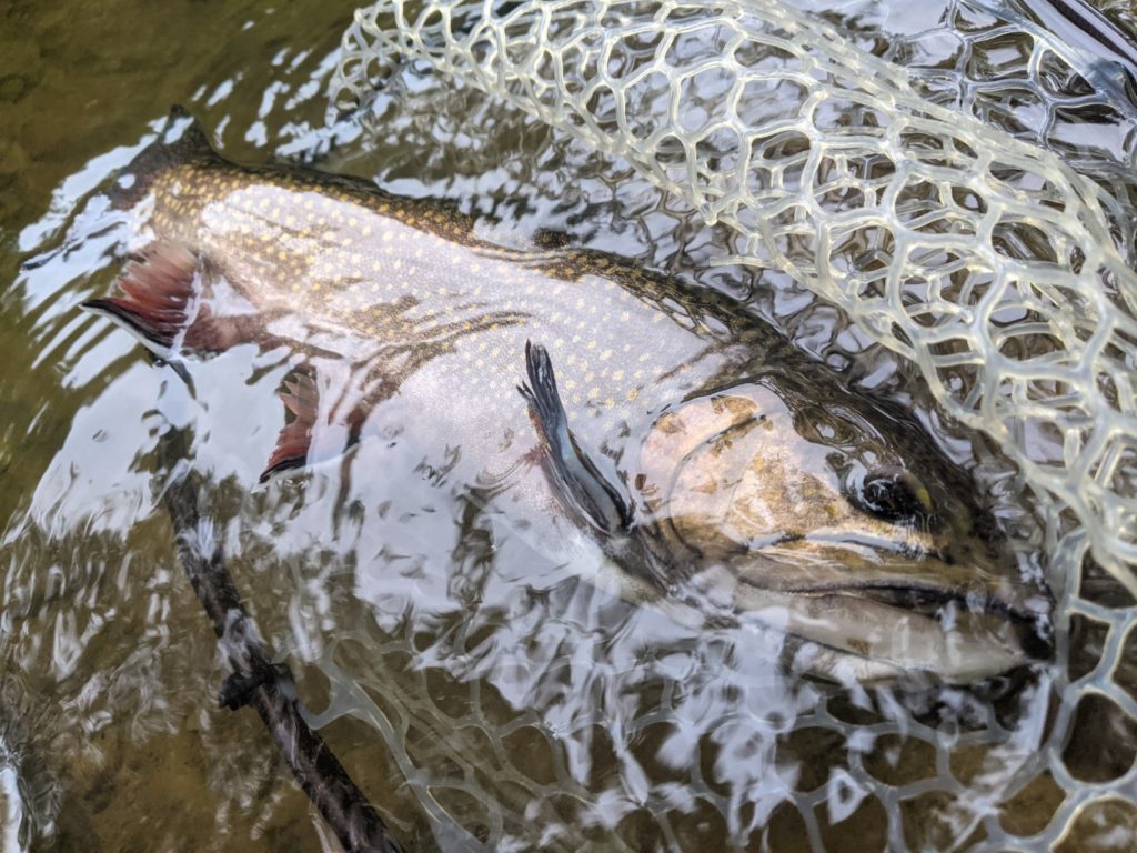 Connecticut River – Fishy Intentions