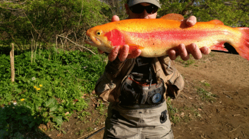 Burst Cover GIF Action 193813564010539