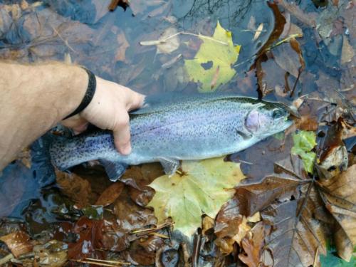 Fall Trout 2013 - 6