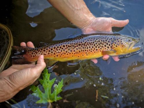 IMG 20170509 173112-01