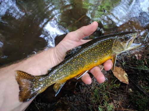 IMG 20170527 172556-01