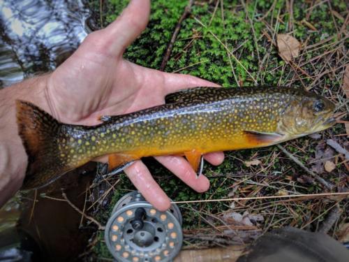 IMG 20170527 173244-01