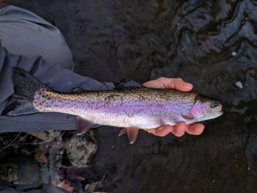 IMG 20171227 165439-01