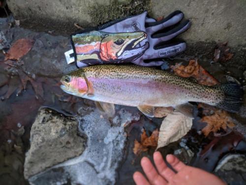 IMG 20171227 165808-01