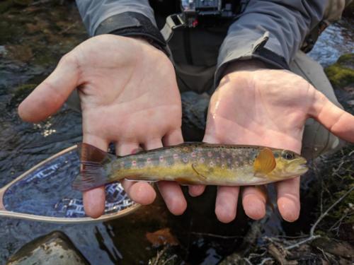 IMG 20200307 175119 01