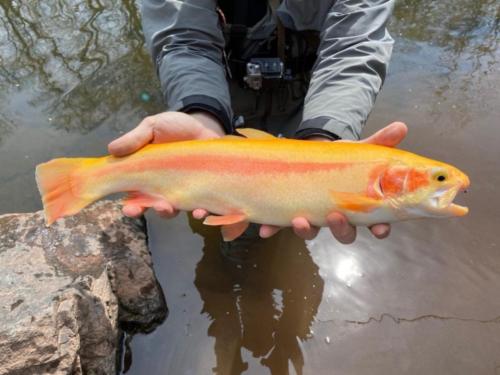 IMG 20200408 070735 321